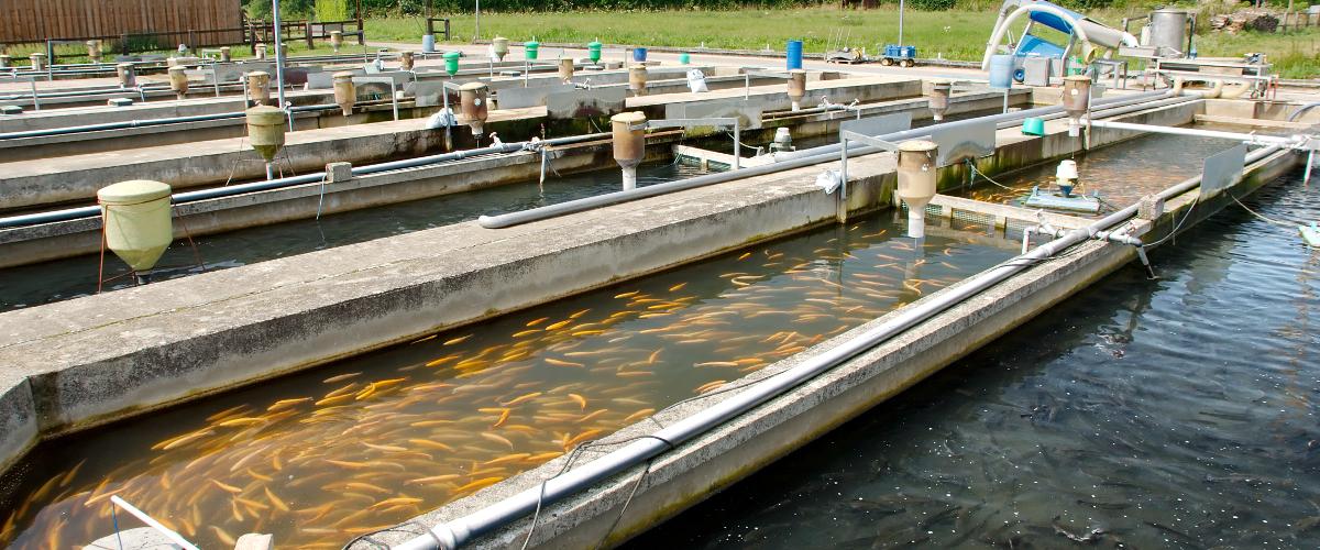 Pisciculture de la Calonne à Asnières